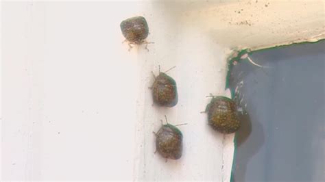 How to keep stink bugs from stinking up your house | kgw.com