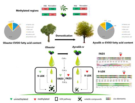Genome Wide MeDIP-Seq Profiling of Wild and Cultivated Olives Trees ...