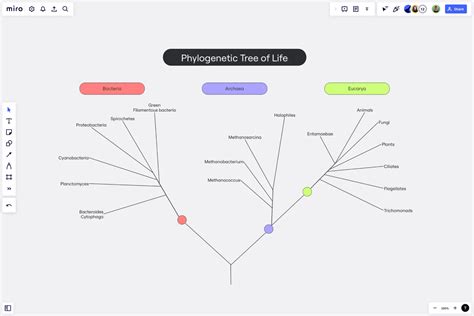 Image result for Phylogenetic Tree Examples