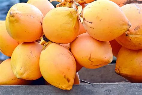 King Coconut Plant 30cm Sri Lankan Golden | Blueberry – Blueberry ...