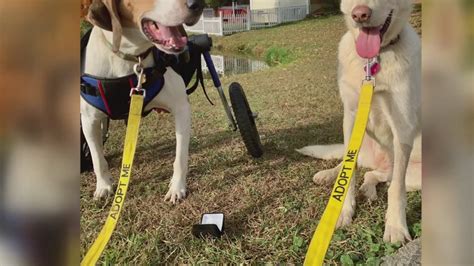 What Is A Knot On A Dog