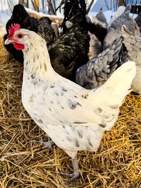 13 Gorgeous Black And White Chickens (With Pictures!) | Boreal Bloom ...