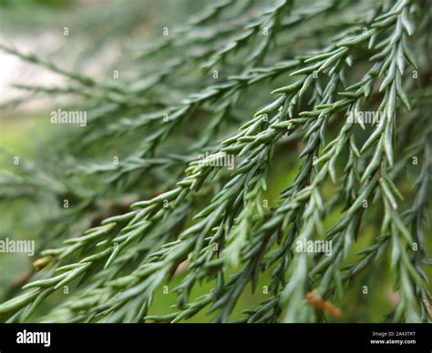 Giant Sequoia Leaves High Resolution Stock Photography and Images - Alamy