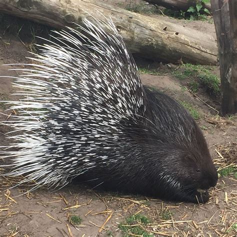 MESSINGHAM ZOO (2025) All You Need to Know BEFORE You Go (with Photos ...