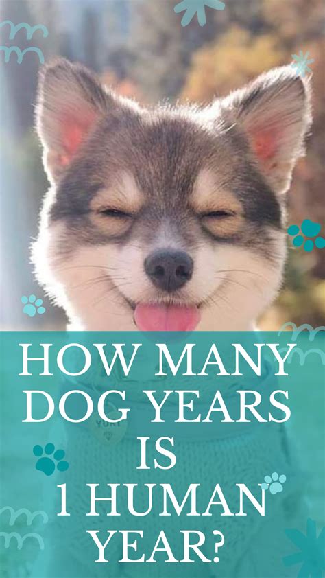 How many dog years is 1 human year? - Cuddlytails