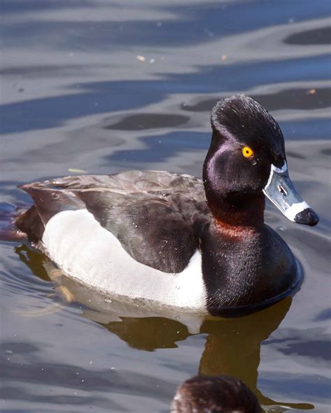 21 Unique Black and White Duck Breeds