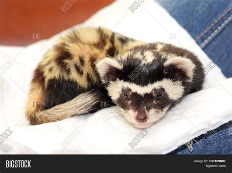 Marbled Polecat ( Image & Photo (Free Trial) | Bigstock