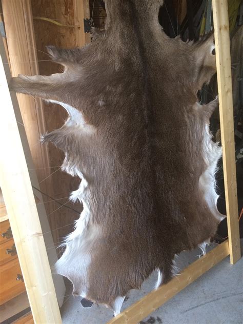 Home Tanning Your Deer Hide