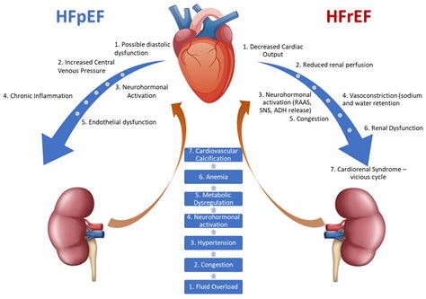 Renal Biomarkers and Prognosis in HFpEF and HFrEF: The Role of ...