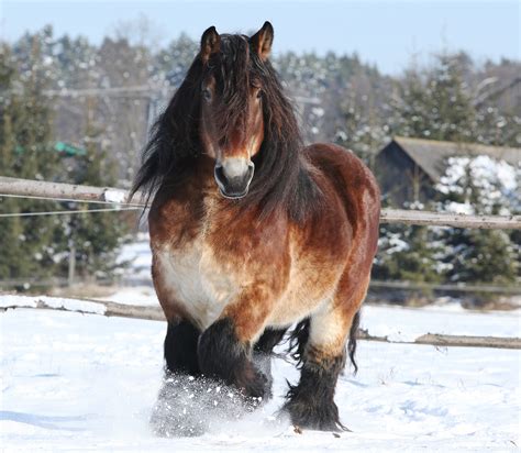 Belgian Horse Breed
