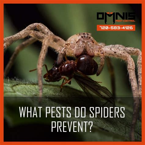 What Pest Do Spiders Prevent - OMNIS Pest Control