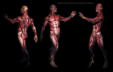 Anatomy and Physiology Wallpapers - 4k, HD Backgrounds on WallpaperBat