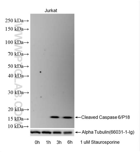 Cleaved Caspase 6/P18 antibody (85337-1-RR) | Proteintech