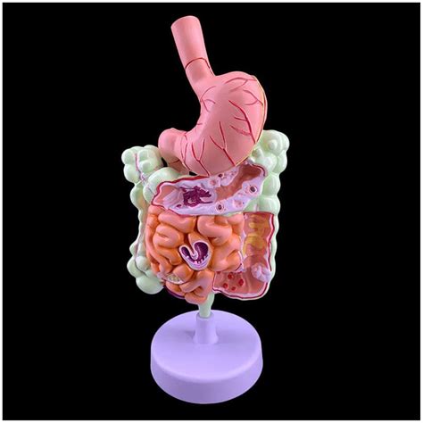 Body Model Human Anatomical Digestive System Model Human Organ Anatomy ...