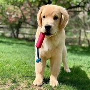 Image result for Golden Retrievers and Bunnies