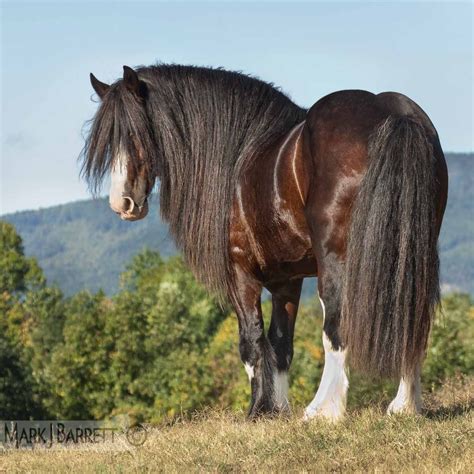 Shire Draft horse stallion with long mane | Horses - Wild Manes & Tails ...