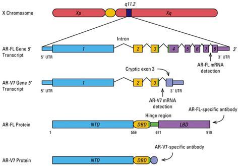 Androgen Receptor Signaling Pathway in Prostate Cancer: From Genetics ...