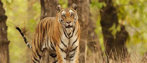 Mudumalai Safari Booking Tips - Best Alternative to Bandipur ...