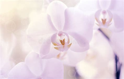 Boxing Match Back View Shot 的图像结果