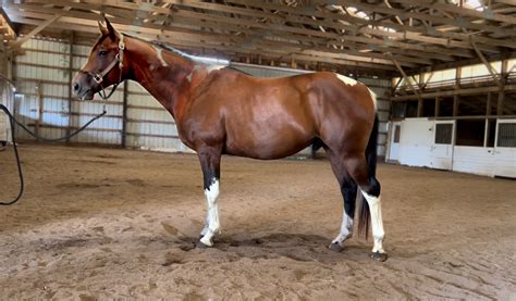 Seller List | Warmblood Sales