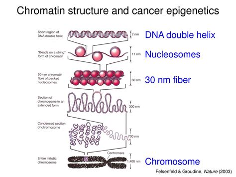 DNA 的图像结果