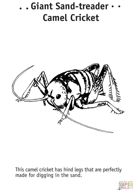 Giant Sand-Treader Camel Cricket coloring page | Free Printable ...
