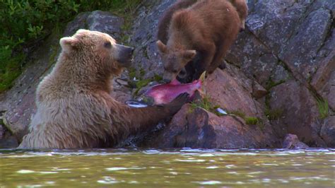Alaska's Controversial Pebble Mine Was Dead. Not Anymore. | FRONTLINE