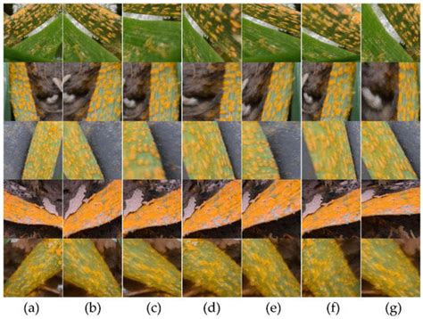 Assessing Macro Disease Index of Wheat Stripe Rust Based on Segformer ...