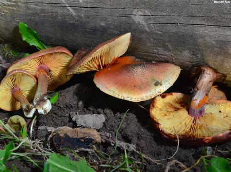 https://www.mushroomexpert.com/images/kuo5/gymnopilus_luteofolius_01.jpg