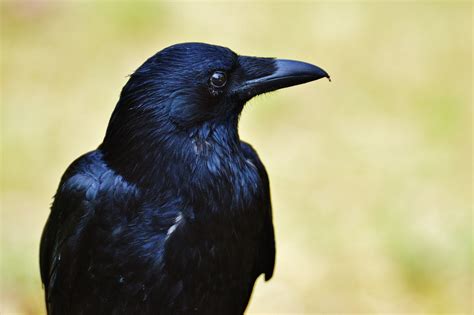 Image result for new caledonian crows | Crow, Raven bird, Black bird