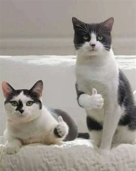 THUMBS UP CATS Meme Generator