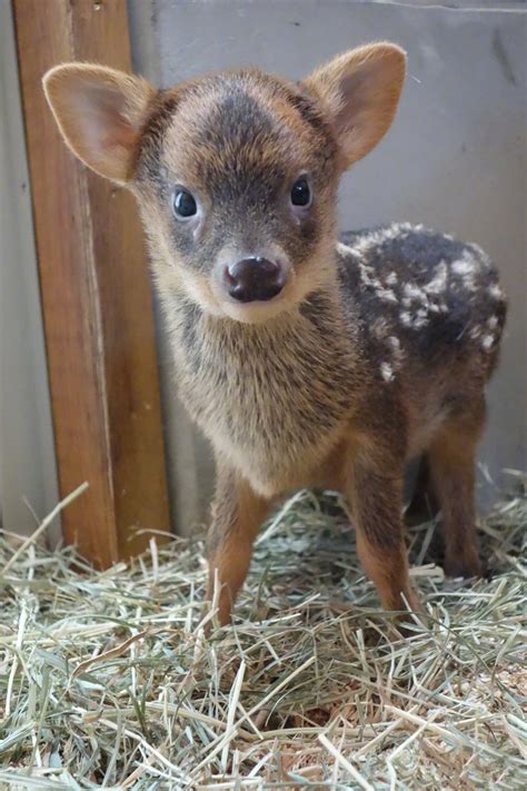 日本埼玉县儿童动物自然公园公开了一组普度鹿宝宝的照片……__财经头条