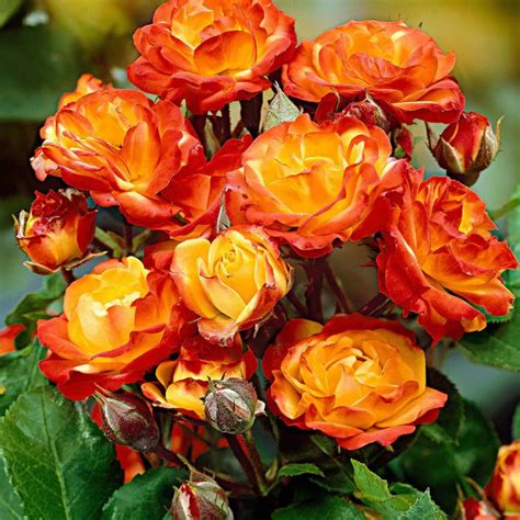 Exclusive Live Orange climbing rose Plant – GreenParadiseLive