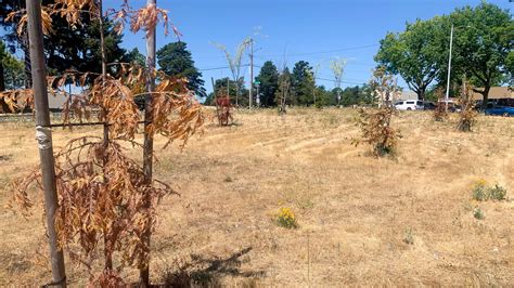 Readers Respond to the City of Portland Letting Trees Die