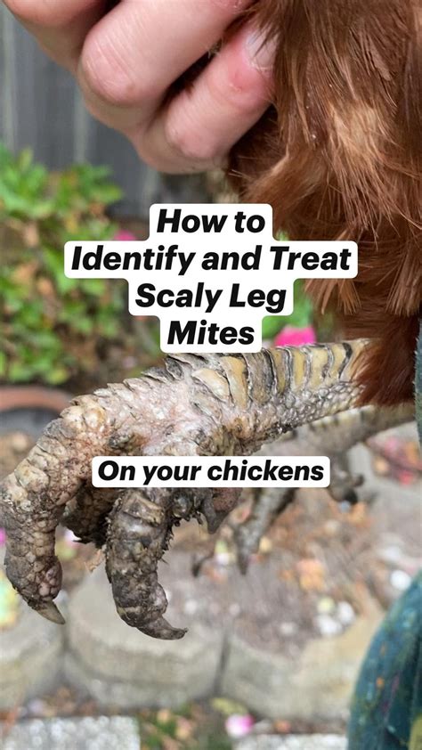 How To Treat My Chickens For Mites at Carmen Pink blog