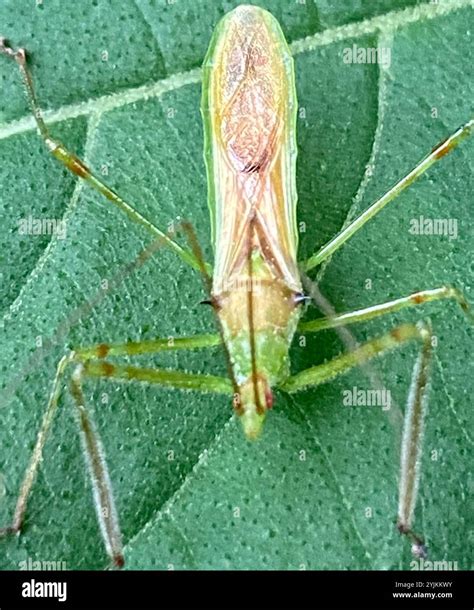 Pale Green Assassin Bug (Zelus luridus Stock Photo - Alamy