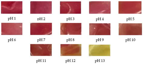 Development of an Indicator Film Based on Cassava Starch–Chitosan ...