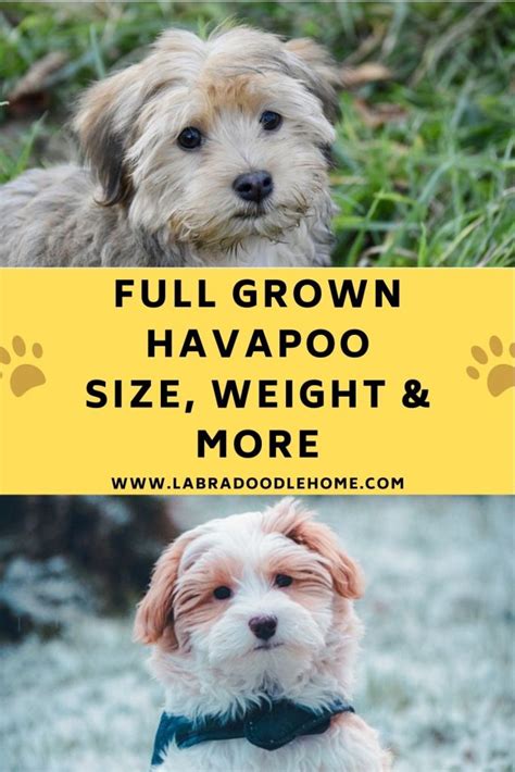 Havapoo Size 的图像结果