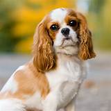 Cavalier king charles spaniel: características, carácter y cuidados