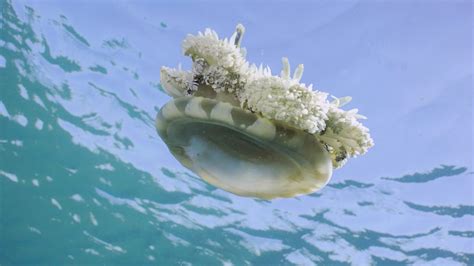 Upside-down Jellyfish (Cassiopea) – Complete Overview & Care Guides | Reeflings