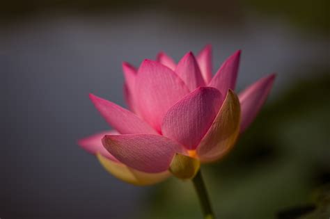 4K, Closeup, Lotus flower, Pink color, HD Wallpaper | Rare Gallery