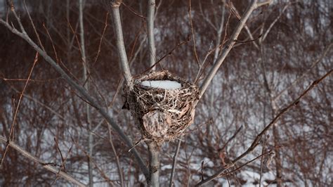 Winter Nature 的图像结果