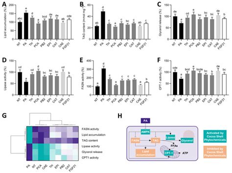 Phytochemicals from the Cocoa Shell Modulate Mitochondrial Function ...