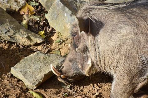 What Do Warthogs Eat? - A-Z Animals