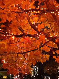 Pretty Fall Backgrounds With Lights by Beautiful Fall Trees With White Lights Pretty Pretty Fall Backgrounds With Lights
