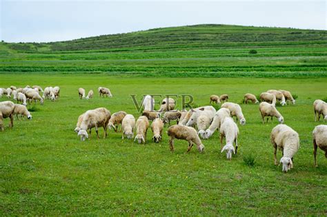 群绵羊照片摄影图片_ID:150136051-Veer图库