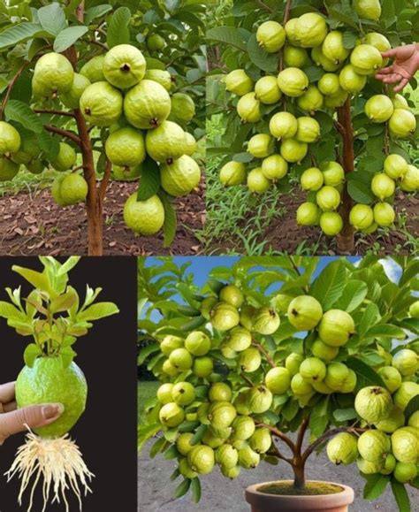 Fruitful Guava Plant Manufacturer, Supplier from Kolkata