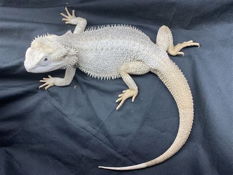 10 Bearded Dragon Morphs & Colors (#10 IS SUPER RARE)