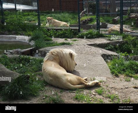 Is a subfamily hi-res stock photography and images - Alamy