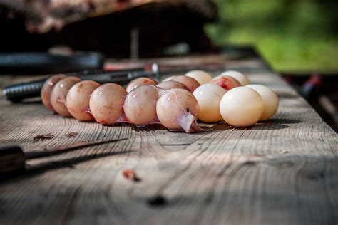 Image result for Snapping Turtle Cleaning